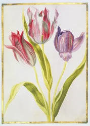 Tulpen, ca. 1675